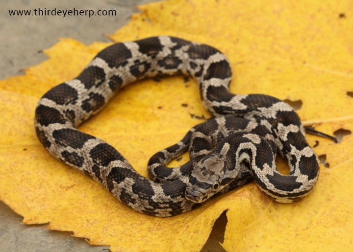 Black Rat Snake